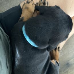 Doberman Pinscher Puppies from TeatreeDoberman