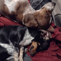 Dachshunds from Betty Petty