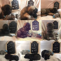Shiloh Shepherd Puppies from Super Nova Shilohs