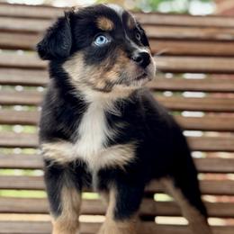 Acadia - Black tri-color female Australian Shepherd puppy in Beaverdam, Virginia from Cimmarun Farm Aussies