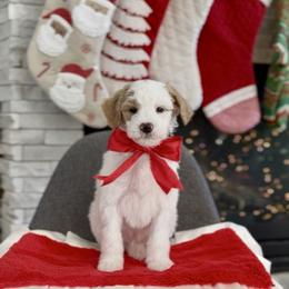 Figgy - Parti male Goldendoodle puppy in St George, Utah from Doodle Bears of Southern Utah