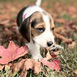 Fuschia - Black white and tan female Beagle puppy in Rogersville, Missouri from Hales Little Beagle Haven