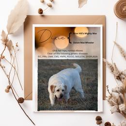 Dixie - Yellow female Labrador Retriever puppy in Roaring Spring, Pennsylvania from Briar Hill Labradors PA 12145