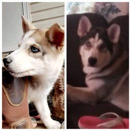 Siberian Husky Puppies from Dixie's Siberians