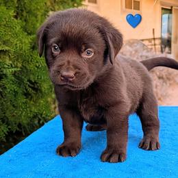 Blue Collar - Chocolate male Labrador Retriever puppy in Yucca Valley, California from Beachn Ranch