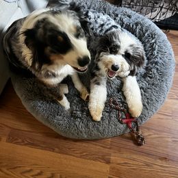 Aussiedoodle All Grown Up from Blu’s Aussiedoodles