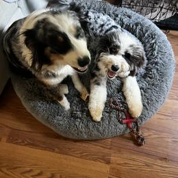 Aussiedoodle All Grown Up from Blu’s Aussiedoodles