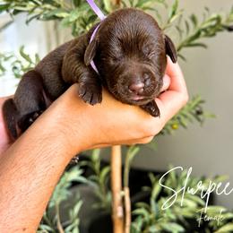 Slurpee - Chocolate female Labrador Retriever puppy in Amery, Wisconsin from Cornerstone Retrievers