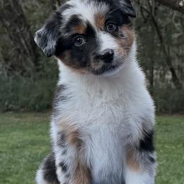 Harbor - Blue merle male Miniature American Shepherd puppy in New Mexico from Von Südwest German Shepherds and Mosaic Mini American Shepherds
