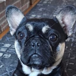 French Bulldogs from Hidden Treasure Frenchies