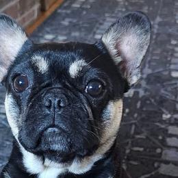 French Bulldogs from Hidden Treasure Frenchies