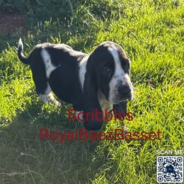 Scribbles - Black and white male Basset Hound puppy in Sidney, Nebraska from Royal Baez Basset