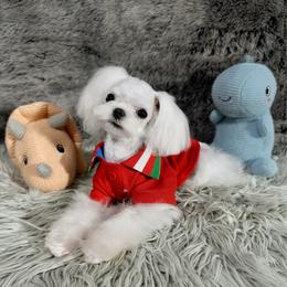 Louis Alexander - White male Maltese puppy in Vinton, Louisiana from Dreams & Love Maltese