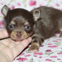 Fudge 2,200 - Chocolate and tan male Chihuahua puppy in Cache, Oklahoma from Charming Lil Chihuahuas