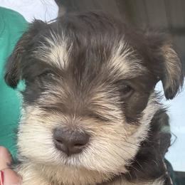 Miniature Schnauzers from Foust Family