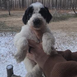 Rye - Black and white male Aussiedoodle puppy in Wilkinsville, South Carolina from Feather Branch Farm and Kennel