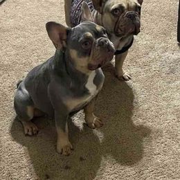 French Bulldog All Grown Up from Calamity Jane French Bulldogs