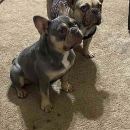 French Bulldog All Grown Up from Calamity Jane French Bulldogs