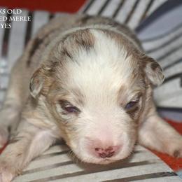 Neo - Red merle male Miniature Australian Shepherd puppy in Patterson, North Carolina from DreamLine Aussies