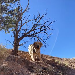 Golden Retrievers from SwanSun Golden Retrievers