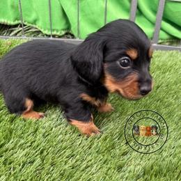 CBM4 - Black and tan male Dachshund puppy in Carthage, Texas from Rafter C Ranch Doxies