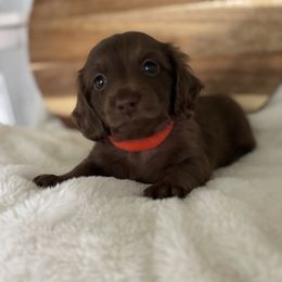 Gerard - Chocolate male Dachshund puppy in Newport, Tennessee from Justice Doxies