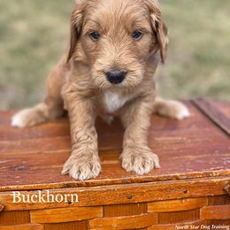 Buckhorn - Goldendoodle puppy in Lancaster, Minnesota from North Star Dog Training