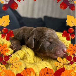 Boy 1 - Red and rust male Doberman Pinscher puppy in Neshkoro, Wisconsin from Sky’s Dobermans
