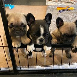 French Bulldog Puppies from Small Town Frenchies