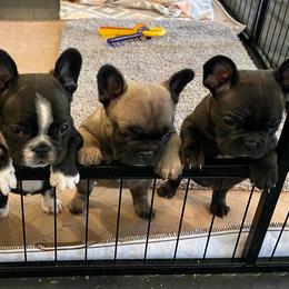 French Bulldog Puppies from Small Town Frenchies