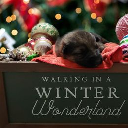 German Shepherd Puppies from Shepherd's Watch