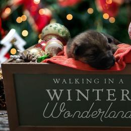 German Shepherd Puppies from Shepherd's Watch