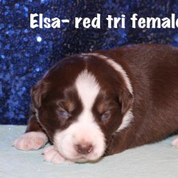 Elsa - Red Australian Shepherd puppy in Coldwater, Michigan from Northern Star Australian Shepherds