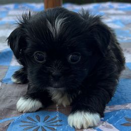 Blue collar- Bentley - Black and white male Shorkie puppy in Mays Landing, New Jersey from Fancy Paws Shorkies & Shih Tzus