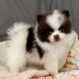 Churro - Chocolate parti male Pomeranian puppy in Kosciusko, Mississippi from Prancing Poms