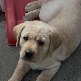 Labrador Retriever Puppies from Red Barn Family Labs