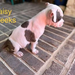 American Staffordshire Terrier Puppies from Winterwood Amstaffs