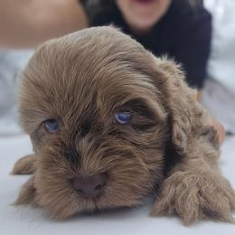 Taffy - Merle female Cockapoo puppy in Annapolis, Delaware from Teddy Bear Cockapoos