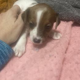 Princess Emma - White and tan female Russell Terrier puppy in Missouri from Royal Russells Ranch