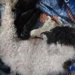 Boy 2 - Black male Yorkipoo puppy in Conyers, Georgia from Furrever Puppy Co.