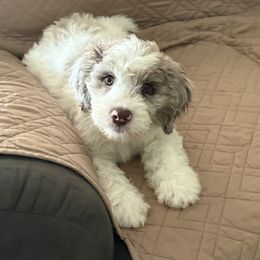 Aussiedoodle, Bordoodle, and Goldendoodle Puppies from Calena’s Doodles