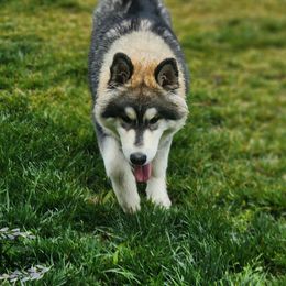 Siberian Husky Puppies from JK Wisteria Huskies