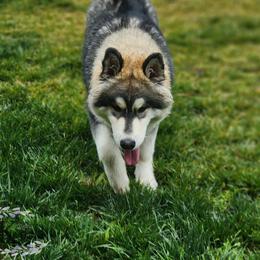 Siberian Husky Puppies from JK Wisteria Huskies