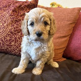Apricot male - Apricot male Cavapoo puppy in Tempe, Arizona from Springerdoodles Plus AZ