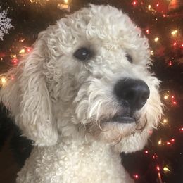 Sadie  - Goldendoodle