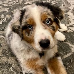 Australian Shepherds from LieberAussie