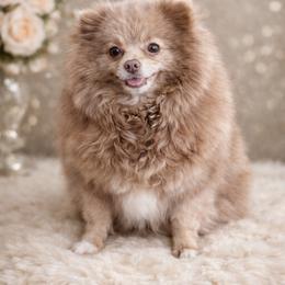 Eva - Pomeranian