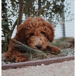Bernedoodle, Goldendoodle, and Sheepadoodle Puppies from High Desert Doodles