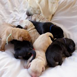 Boomer - Black male Labrador Retriever puppy in Allons, Tennessee from UC Labradors LLC
