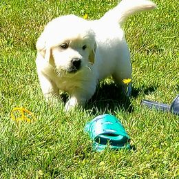 Australian Shepherd, Golden Retriever, and Mastiff Puppies from Barking Creek Ranch